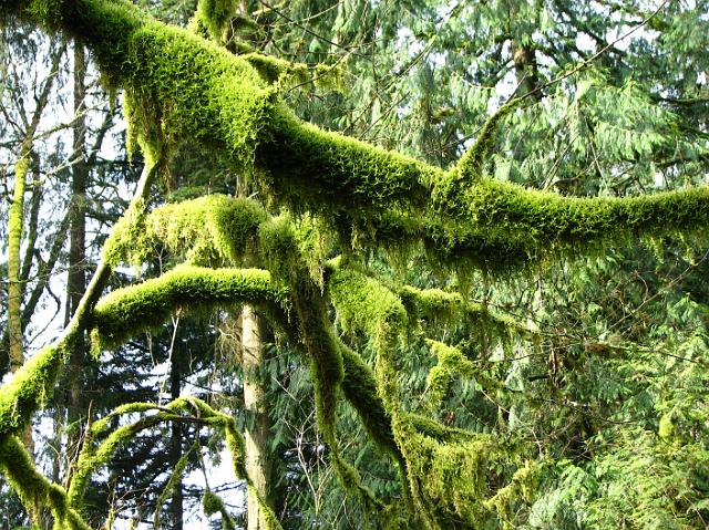 IMG_5103 Tons of moss everywhere.