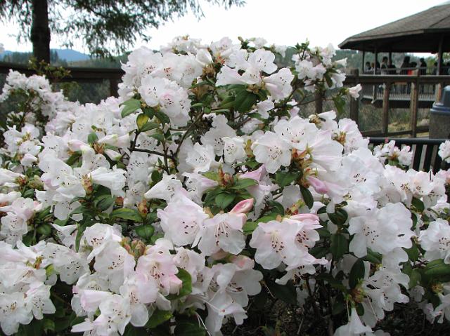 IMG_5180 Pretty flowers near the lodge.