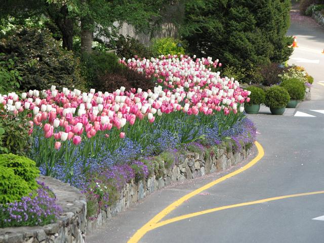 IMG_5270 Pretty pink and white tulips