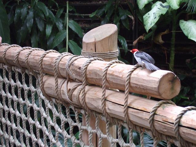 DSCF0420 Another tropical bird.