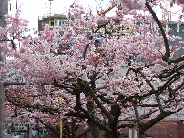 DSCF0362 Trees with lots of pink flowers